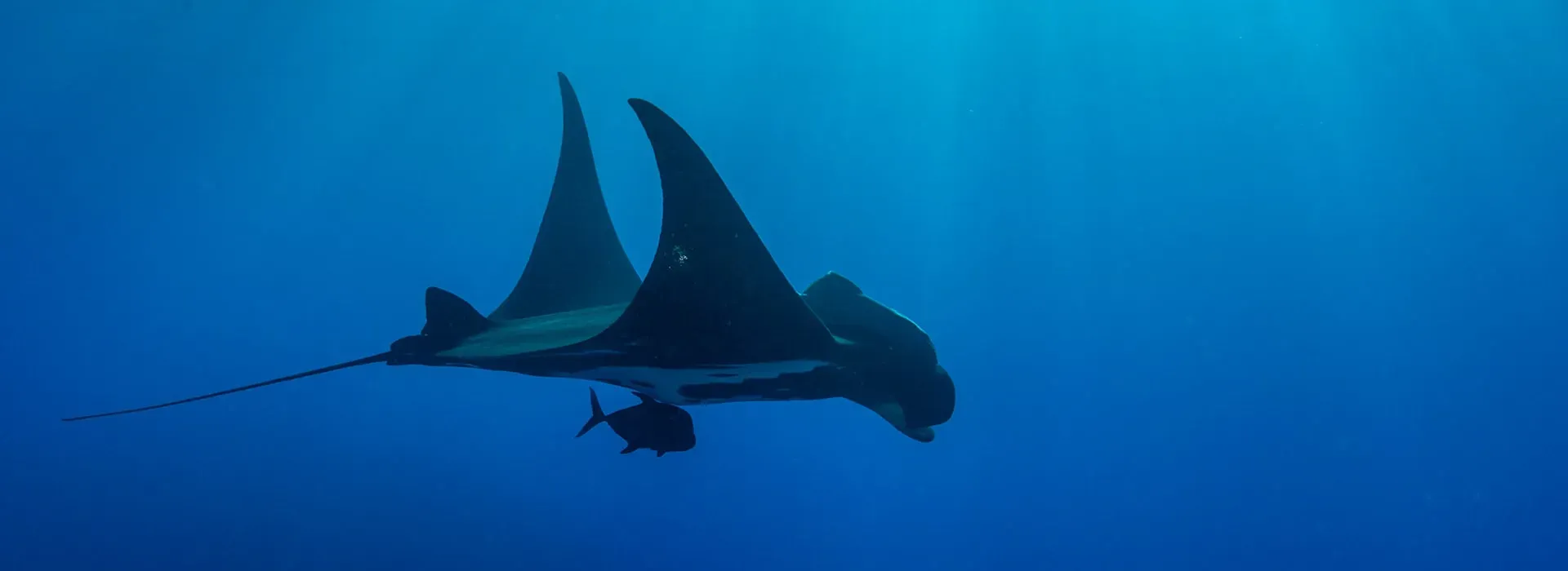 Travelog: Swims with Mantas